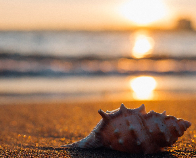 sunset on the beach with seashell in the foreground